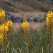 Bulbinella angustifolia - Photo (c) Mark,  זכויות יוצרים חלקיות (CC BY), הועלה על ידי Mark