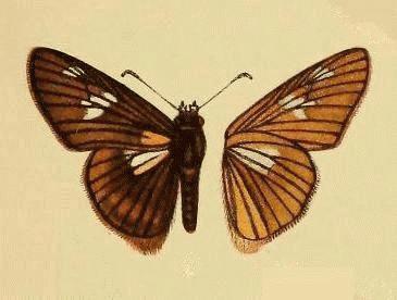 Djah Paradise Skipper