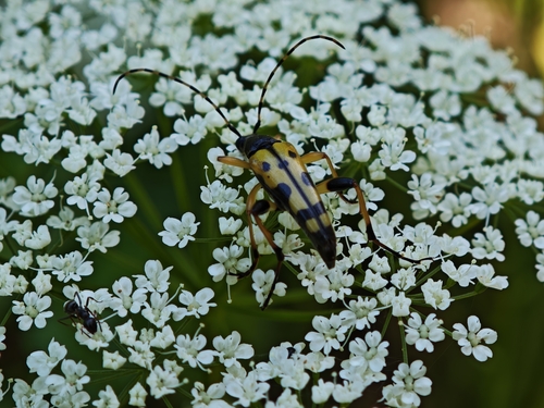 Spotted Longhorn Beetle