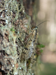 Mecoptera