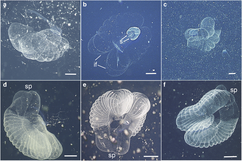 Bathochordaeinae