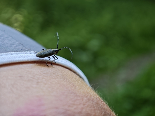 Golden-bloomed Longhorn Beetle