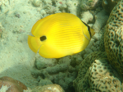 Chaetodon andamanensis