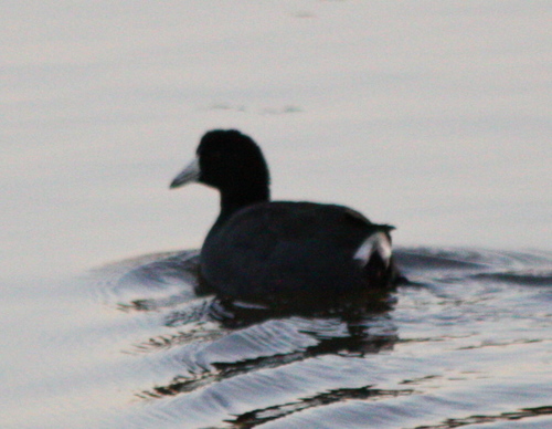 Fulica americana