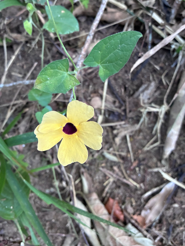 Black-eyed Susan vine