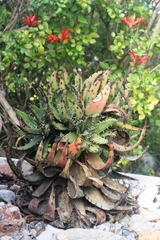 Aloe melanacantha