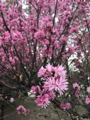 Amygdalus