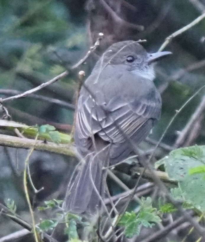 Short-crested Flycatcher (Myiarchus ferox), photo 9