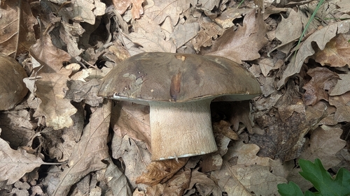 Bronze Bolete