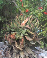 Aloe melanacantha