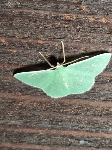 White-barred Emerald photo 3