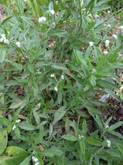 Euploca procumbens