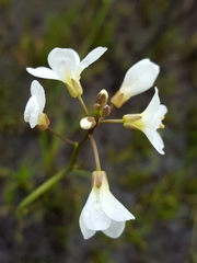 Cardamine penduliflora