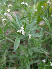 Euploca procumbens