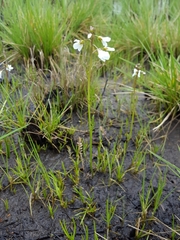 Cardamine penduliflora