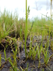 Cardamine penduliflora
