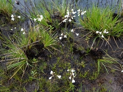 Cardamine penduliflora