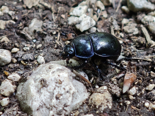 Woodland Dor Beetle
