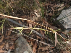 Cymbopogon refractus