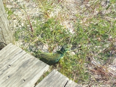 Timon lepidus ibericus