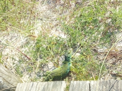 Timon lepidus ibericus