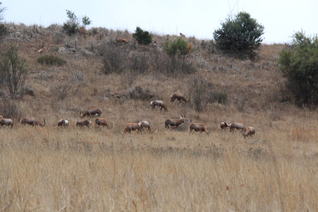 Damaliscus pygargus, Gauteng, ZA, by kyle_campbell1