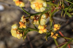 Acacia stenoptera