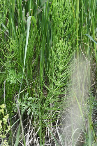 Equisetum litorale