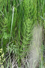 Equisetum × litorale