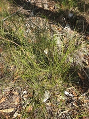 Jacksonia scoparia