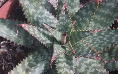 Aloe braamvanwykii