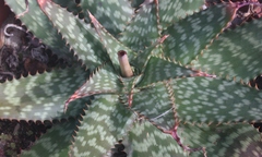 Aloe braamvanwykii
