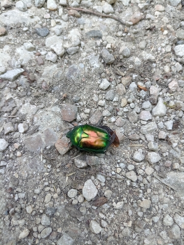 Big Rose-chafer