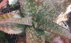 Aloe dewetii