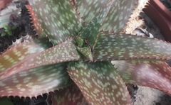 Aloe dewetii