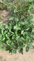 Trifolium pratense