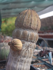 Euphorbia obesa