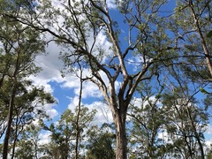 Eucalyptus melliodora