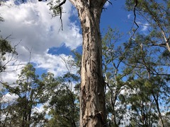 Eucalyptus melliodora