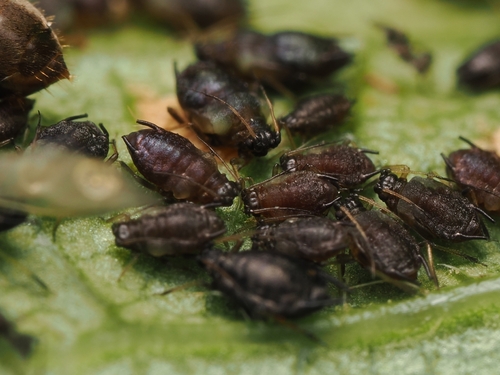 Black Cherry Aphid