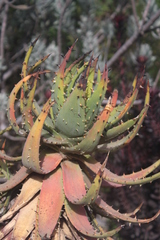 Aloe melanacantha