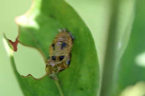 Asiatischer Marienkäfer