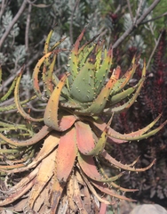 Aloe melanacantha