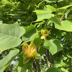 Liriodendron chinense