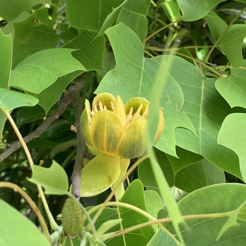Liriodendron chinense, photographed by an iNaturalist contributor