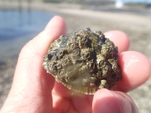 Beaked Barnacle, Jacobahaven, 4675 RB Netherlands, photo 5 of 10