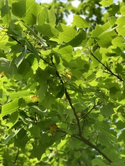 Liriodendron chinense