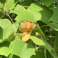 Liriodendron chinense