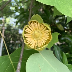 Liriodendron chinense