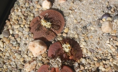 Lithops hookeri hookeri